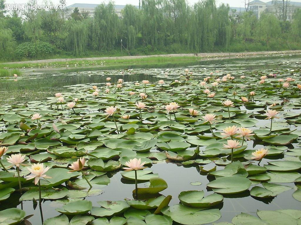 水生花卉最新动态与其影响分析