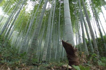 毛竹与楠竹种植在家院哪个好